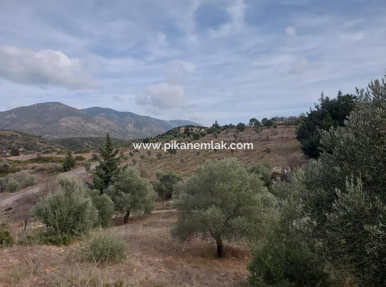 8.400 M² Bargain Olive Grove For Sale With Detached Title Deed In Datça Yazı, Muğla