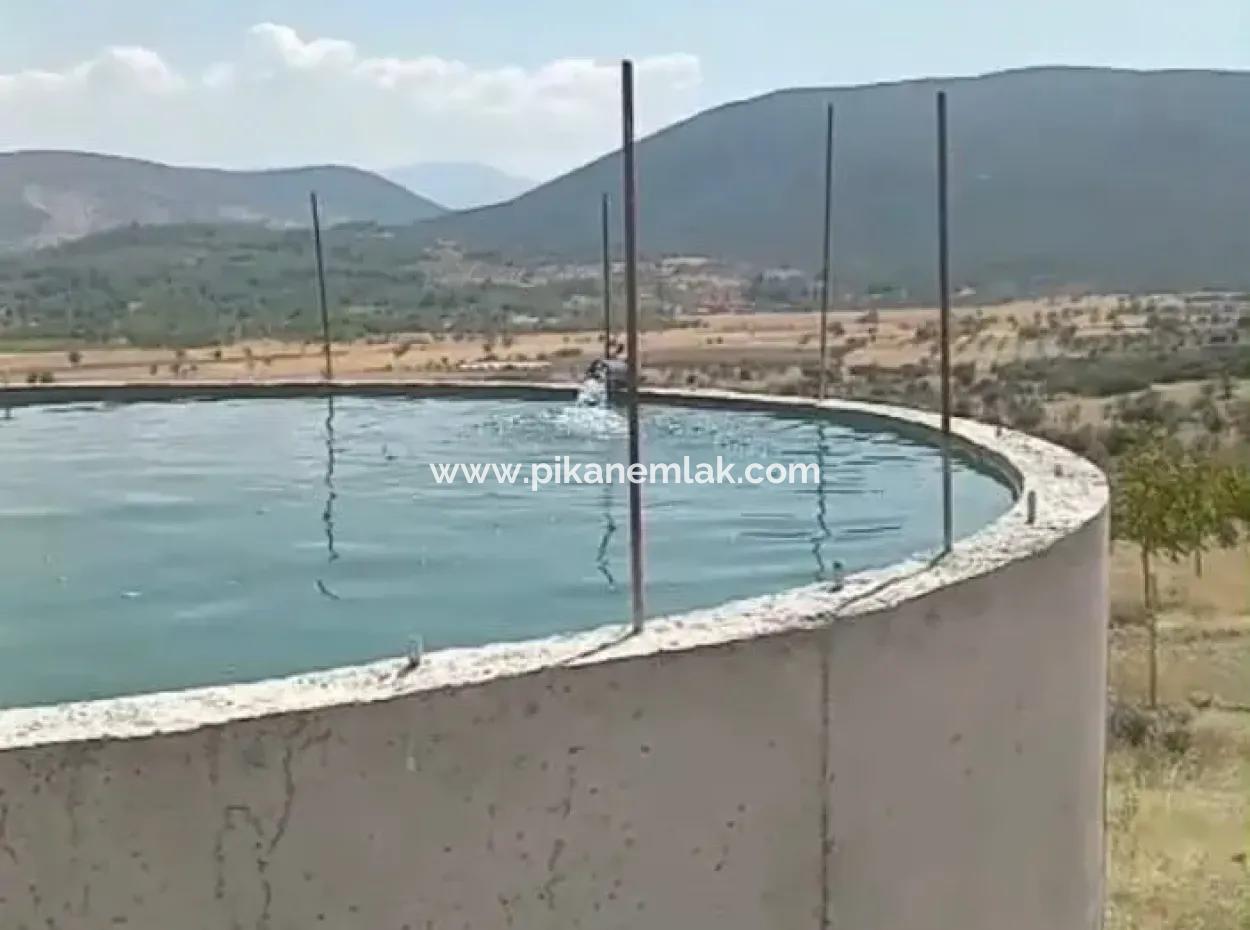 37.000 M2 Walnut Orchard In Denizli Tavas Ulukent For Sale