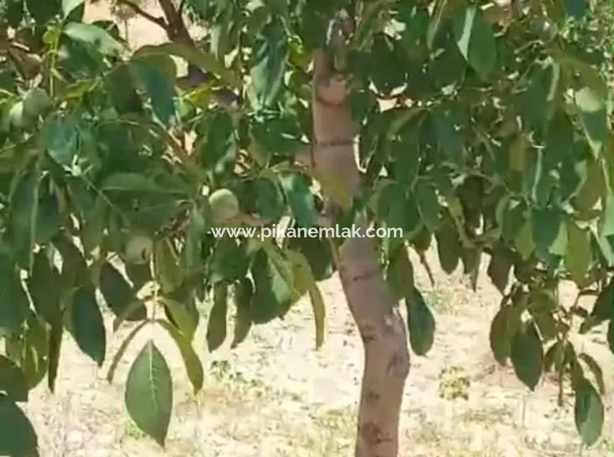 37.000 M2 Walnut Orchard In Denizli Tavas Ulukent For Sale
