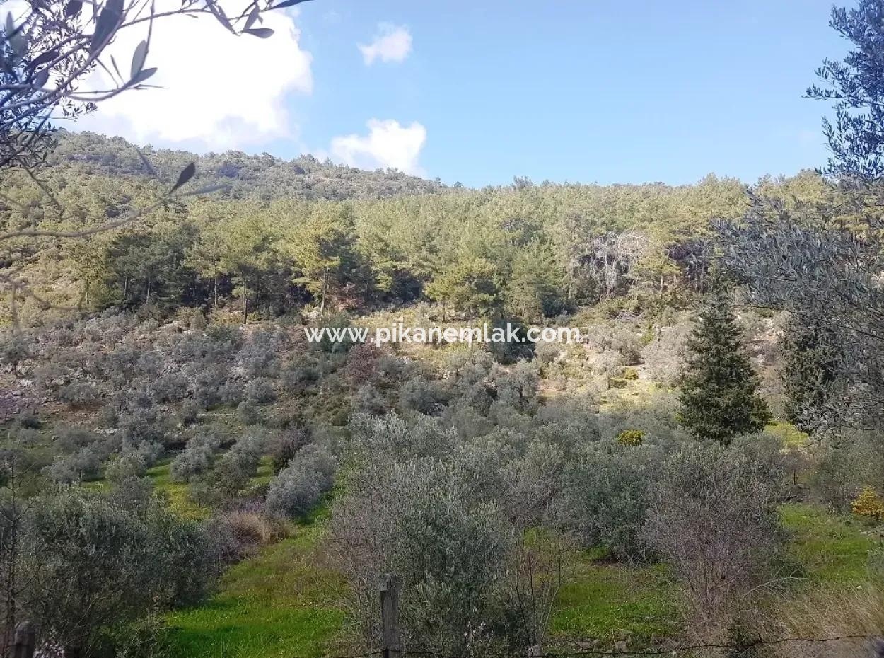 Land For Sale In Dalaman Honor Kircagedire
