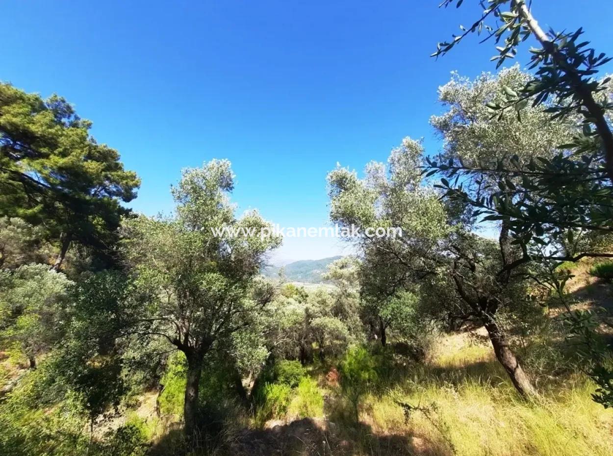 400 M2 Plot For Sale Bargain Ortaca Sarıgerme