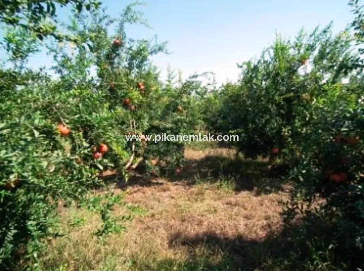Eskikoy For Sale Bargain Ortaca In The Pomegranate Gardens