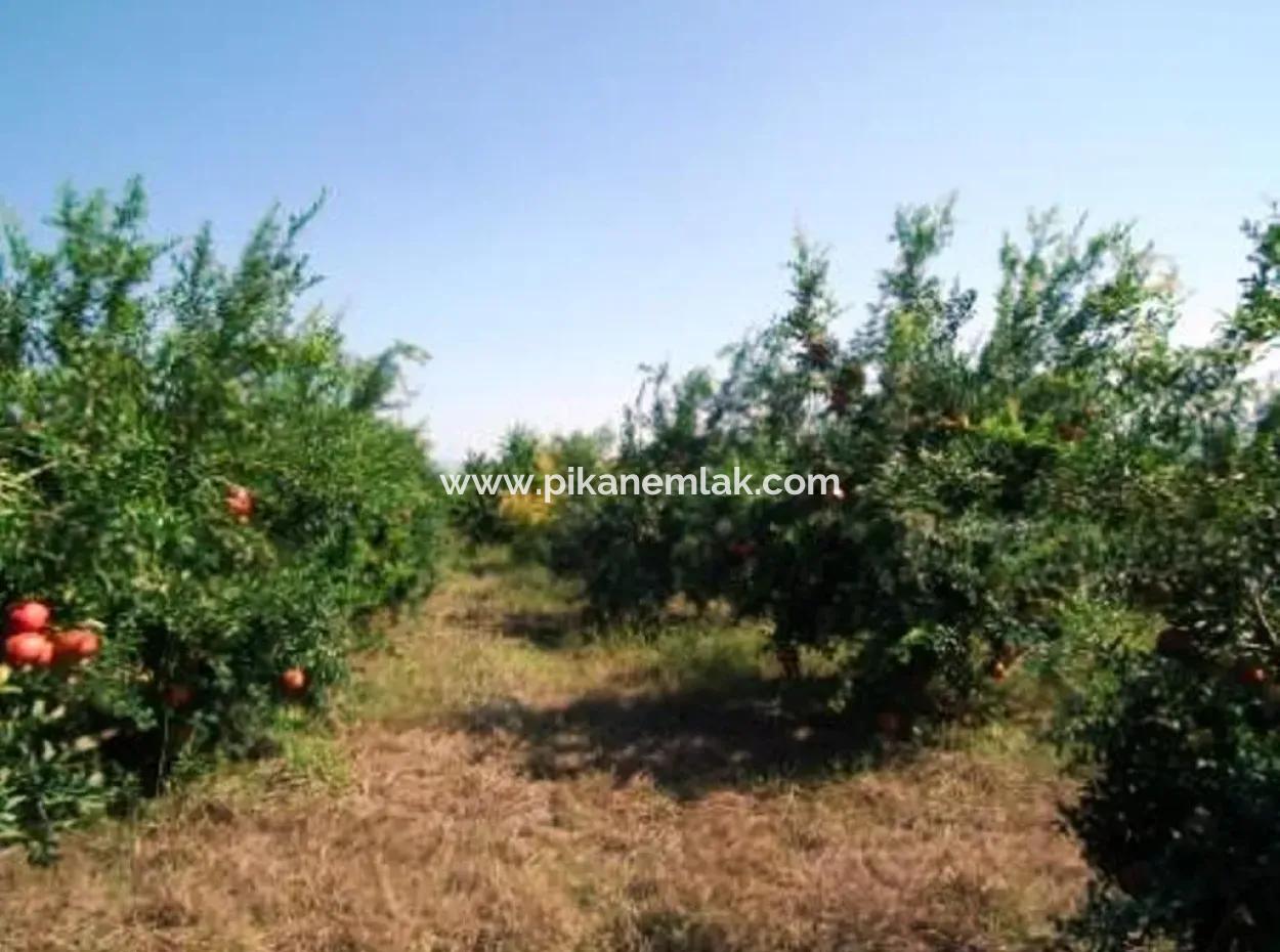 Eskikoy For Sale Bargain Ortaca In The Pomegranate Gardens