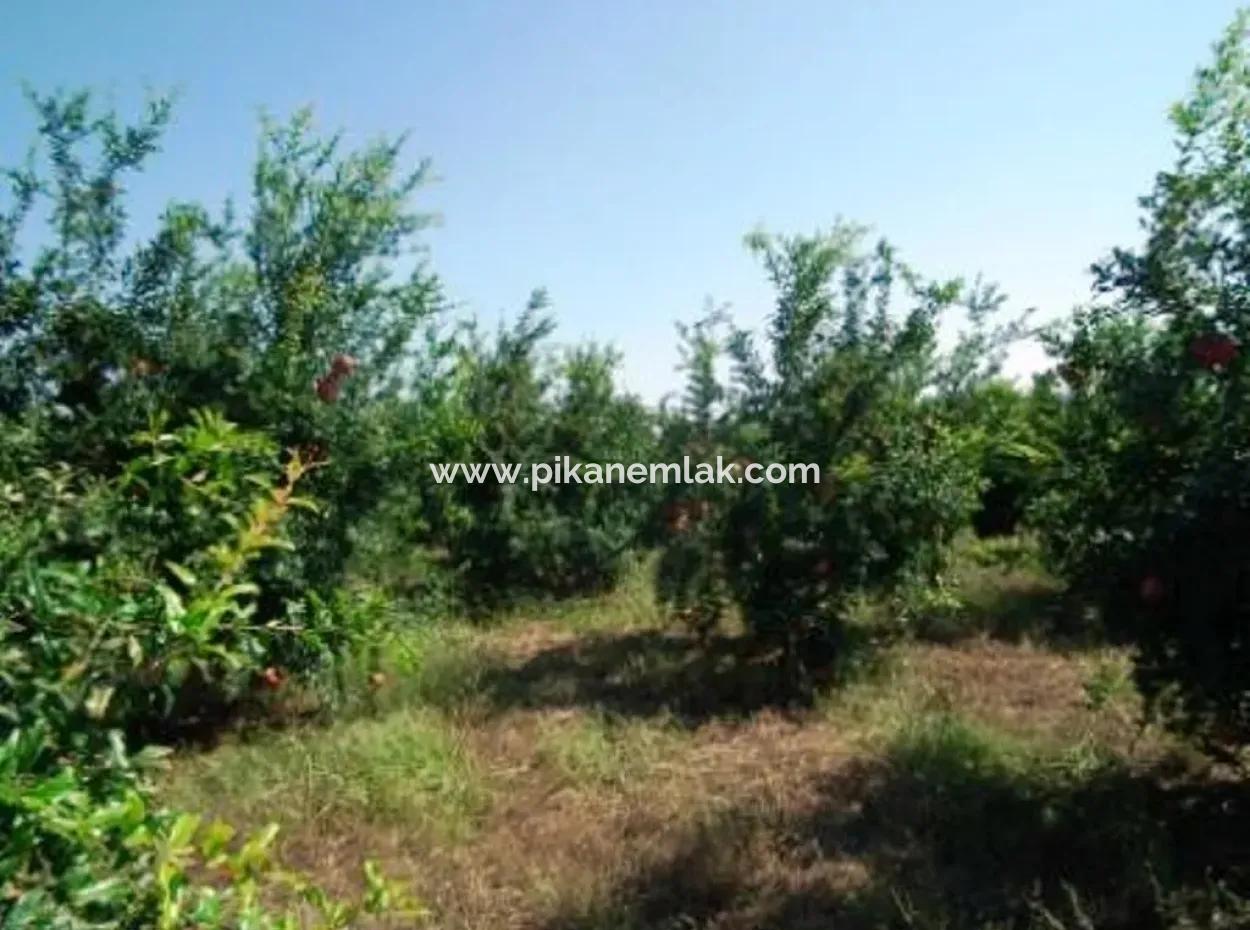 Eskikoy For Sale Bargain Ortaca In The Pomegranate Gardens