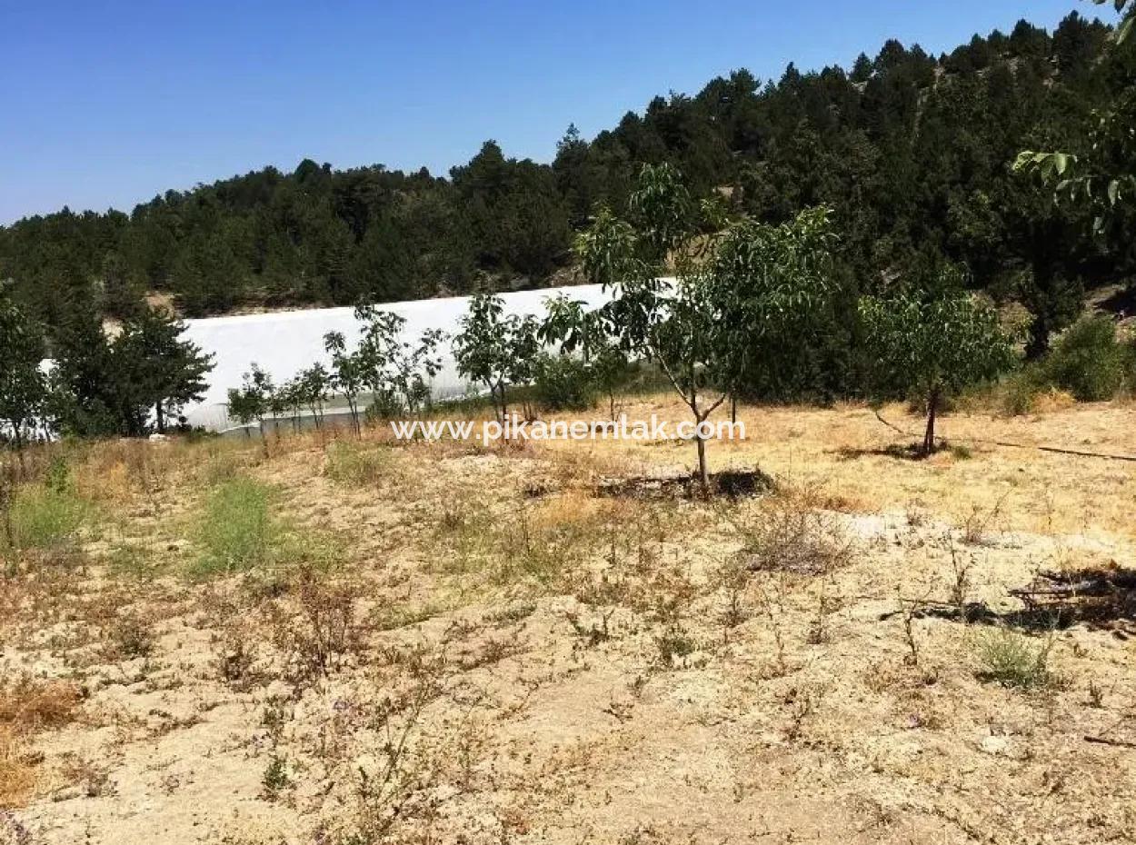 Denizli Çameli Gökçeyakada Walnut Garden For Sale