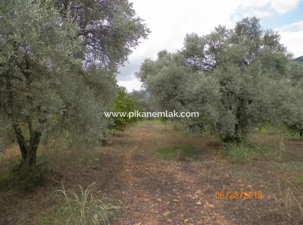 Köycegiz Yangıda 9406 M2 Efficient Field For Sale