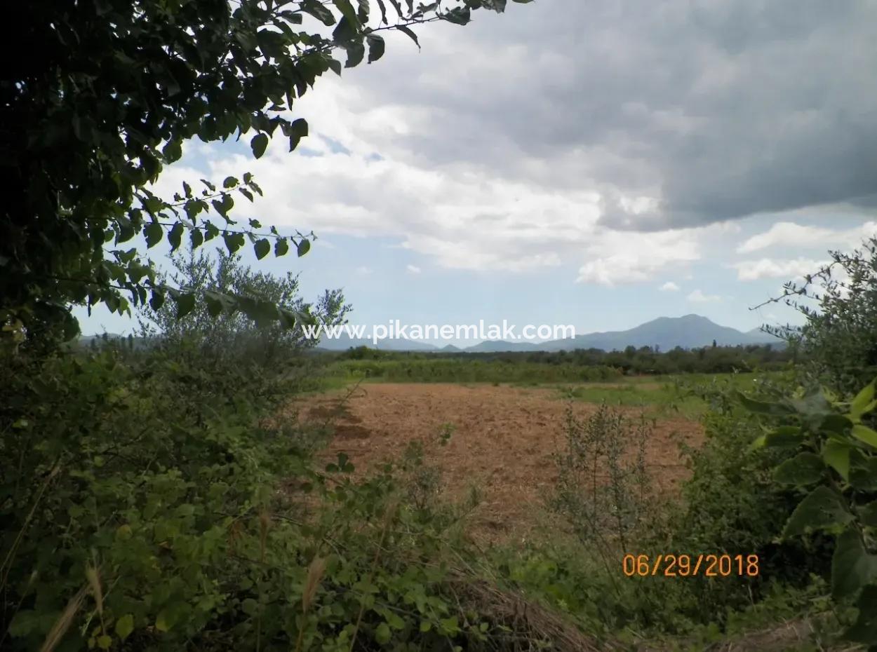 Köycegiz Yangıda 9406 M2 Efficient Field For Sale