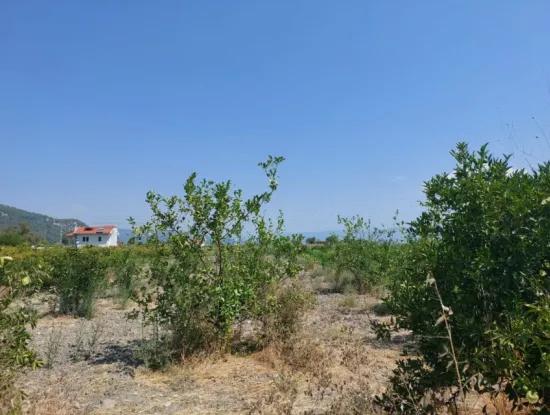 5.200 M² Lemon And Orange Garden For Rent In Dalyan, Muğla
