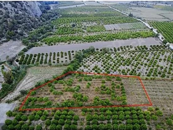 13.500 M2 Citrus Orchard In Ortaca Mergenli For Sale