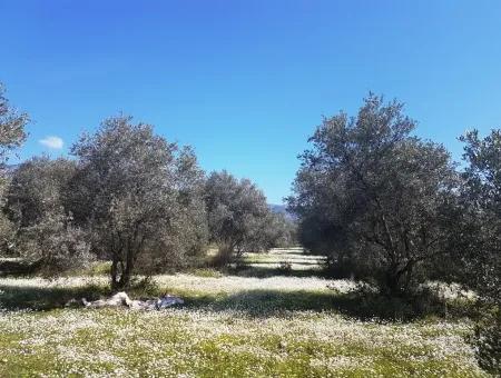 Land For Sale With Lake View In Köycegiz Zeytin Area