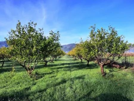 10 000 M2 Detached Lemon Garden For Sale In Ortaca Dalaklı