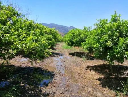 Lemon Garden For Sale Bargain Ortaca