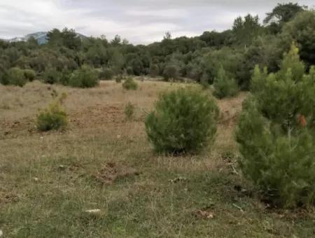 30949 M2 Fertile Field For Sale In Mugla Dalaman Gürleyik