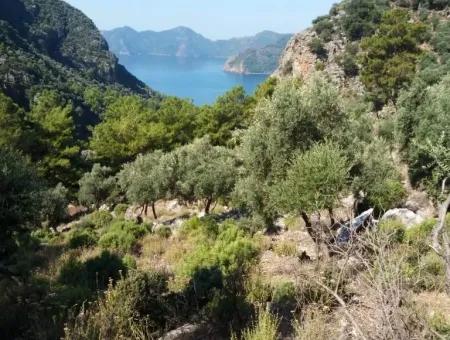 Olive Grove With Sea Views For Sale In Köyceğiz Ekincik