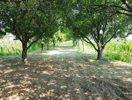 Dalaman Cheap Land For Sale In Investment, Appropriate Land