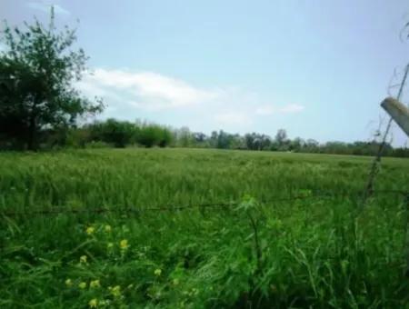 8 000 M2 Fertile Land For Sale In Muğla Ortaca Fevziye