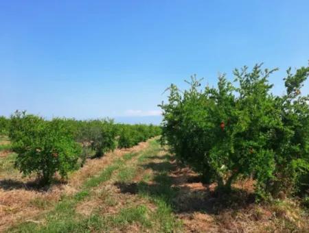 Muğla Ortaca Tepearası For Sale Kelepir Detached 22 250 Land