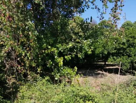 Farm For Sale In Kavakarasi Koycegiz