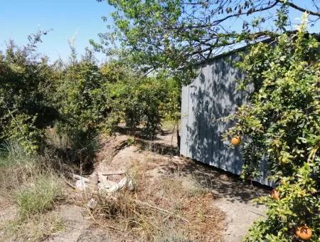 Pomegranate Garden For Sale In Mugla Ortaca Tepearasi