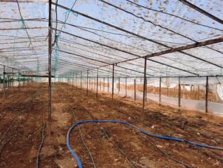 3100 M2 Zoned Land And Greenhouse In Muğla Ortaca Ekşiliyurt For Sale