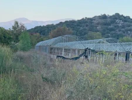 26.200 M2 Detached Field And 3.000 M2 200 Avocados For Sale In Ortaca Güzelyurt