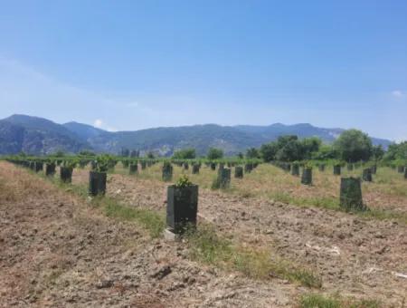 40.000 M2 Avocado Garden For Sale In Muğla Güzelyurt