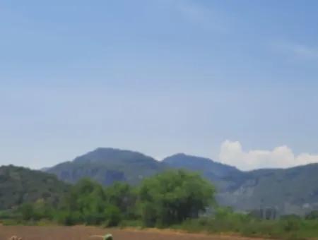 15 600 M2 Lemon Garden For Sale In Muğla Güzelyurt