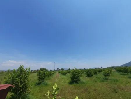 15 600 M2 Lemon Garden For Sale In Muğla Güzelyurt