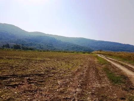 Region Of Fertile Land Rental