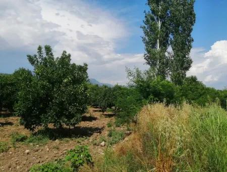 Farm For Sale In Köyceğiz Beyoba Bargain