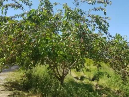 Garden Of Pomegranates For Sale In Dalyan