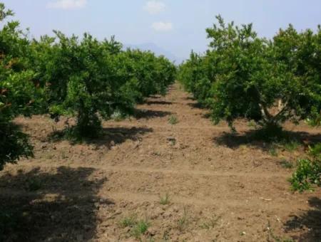 Pomegranate Field With 9831 M2 Share In Ortaca Mergenlide For Sale