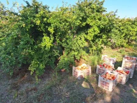 42 Acres Of Pomegranate Field For Sale In Ortaca Eskiköy