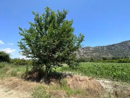 970 M2 Rızai Taksimli Share For Sale In Dalyan