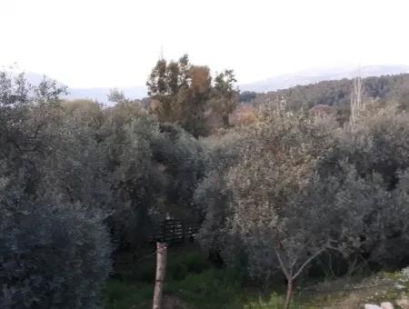 Garden For Sale In Köyceğiz Village