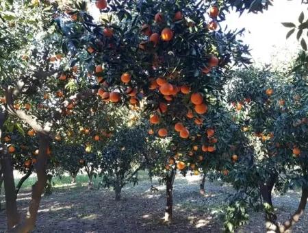 Garden For Sale In Köyceğiz Village