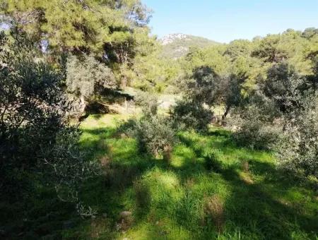 Mugla Ortaca Gokbel Bargain Olive Grove For Sale