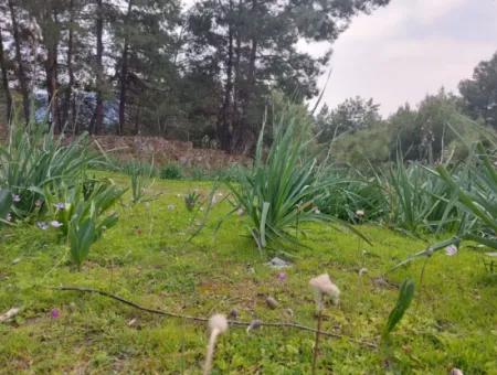 3.500 M2 Detached Land With Sea View For Sale In Dalaman Gürköy