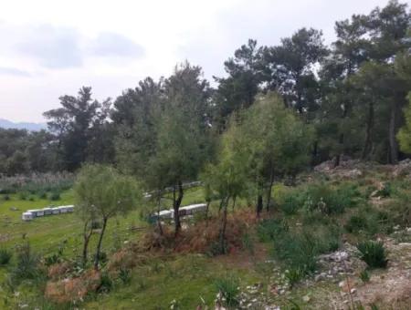 3.500 M2 Detached Land With Sea View For Sale In Dalaman Gürköy