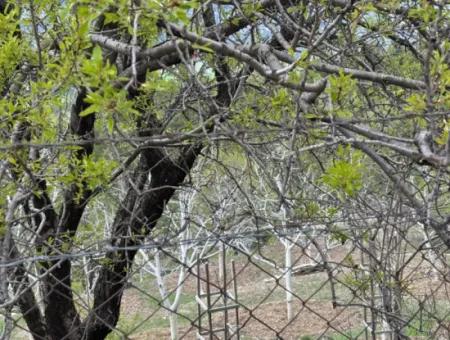 Antalya Akseki Çimiköy 9 400 M2 Detached Bargain Walnut Orchard For Sale Or Exchange