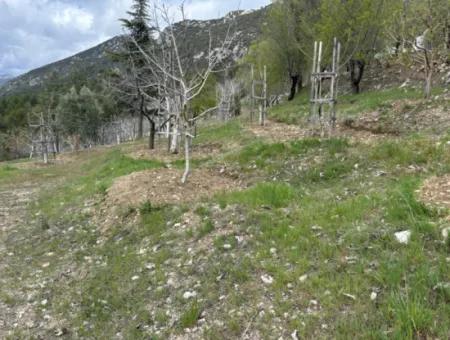 Antalya Akseki Çimiköy 9 400 M2 Detached Bargain Walnut Orchard For Sale Or Exchange