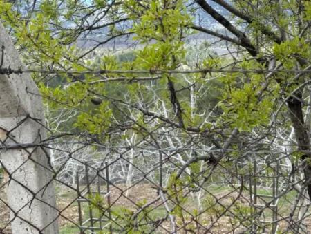 Antalya Akseki Çimiköy 9 400 M2 Detached Bargain Walnut Orchard For Sale Or Exchange