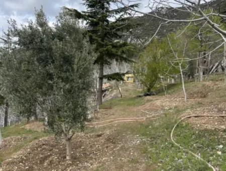 Antalya Akseki Çimiköy 9 400 M2 Detached Bargain Walnut Orchard For Sale Or Exchange
