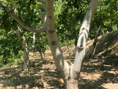 Antalya Akseki Çimiköy 9 400 M2 Detached Bargain Walnut Orchard For Sale Or Exchange