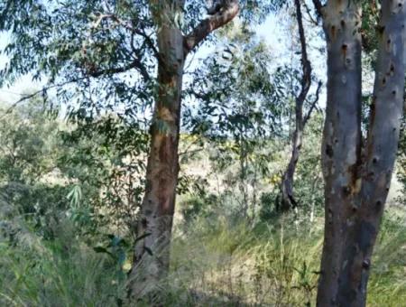6 165 M2, 18 Villa Zoned Land Suitable For Mass Housing In Dalaman Will Be Given In Return For Floors