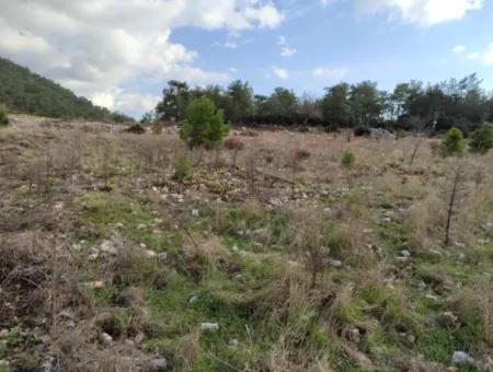 11.600 M² Flat Bargain Land For Sale In Muğla Milas Densityoluk