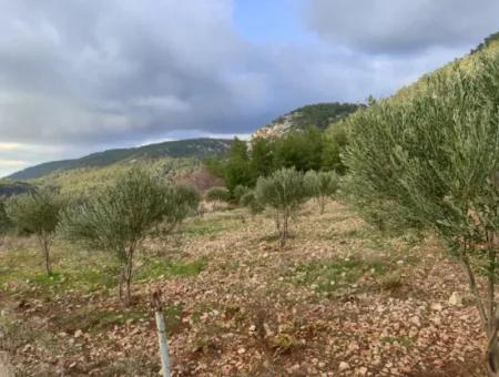 11.600 M² Flat Bargain Land For Sale In Muğla Milas Densityoluk