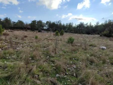 11.600 M² Flat Bargain Land For Sale In Muğla Milas Densityoluk
