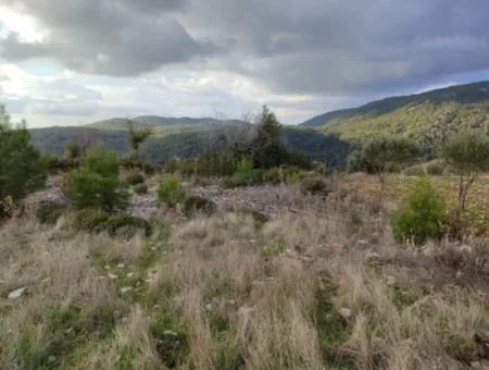 11.600 M² Flat Bargain Land For Sale In Muğla Milas Densityoluk