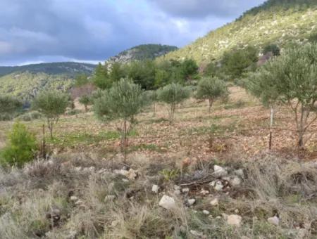 11.600 M² Flat Bargain Land For Sale In Muğla Milas Densityoluk
